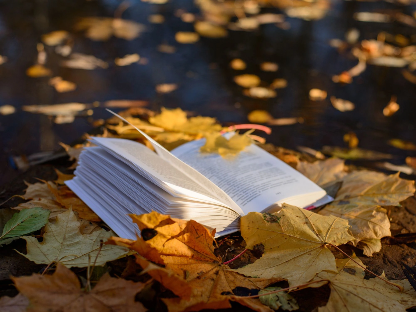 Vielleicht verpasst? Diese 5 Bücher sind im Oktober neu erschienen (bei ...